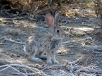 Desert cottontails survive by blending in with their background and having
large ears adapted to shedding heat to keep them cooler in Death Valley
National Park. (Photo by Vicki Wolfe)
: 800x600